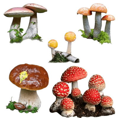 mushroom-png-15