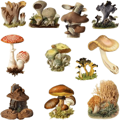 mushroom-png-18