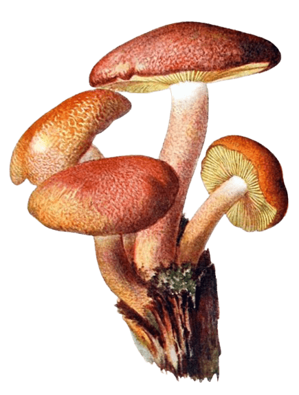 mushroom-png-2