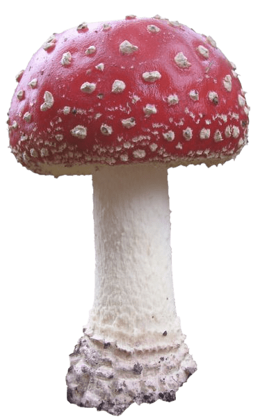 mushroom-png-20