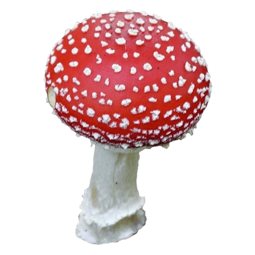 mushroom-png-25