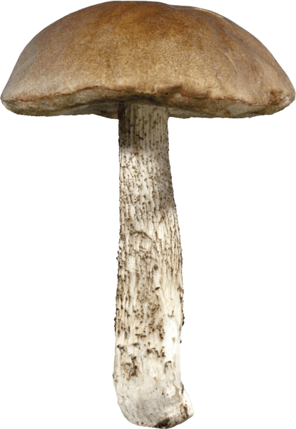 mushroom-png-29
