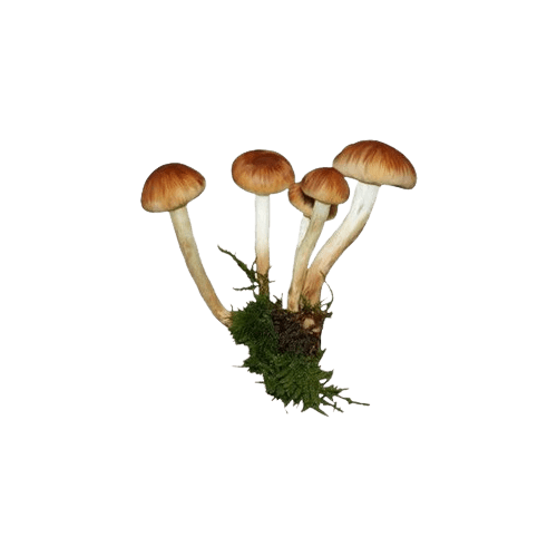 mushroom-png-4