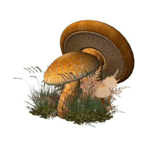 mushroom-png-5