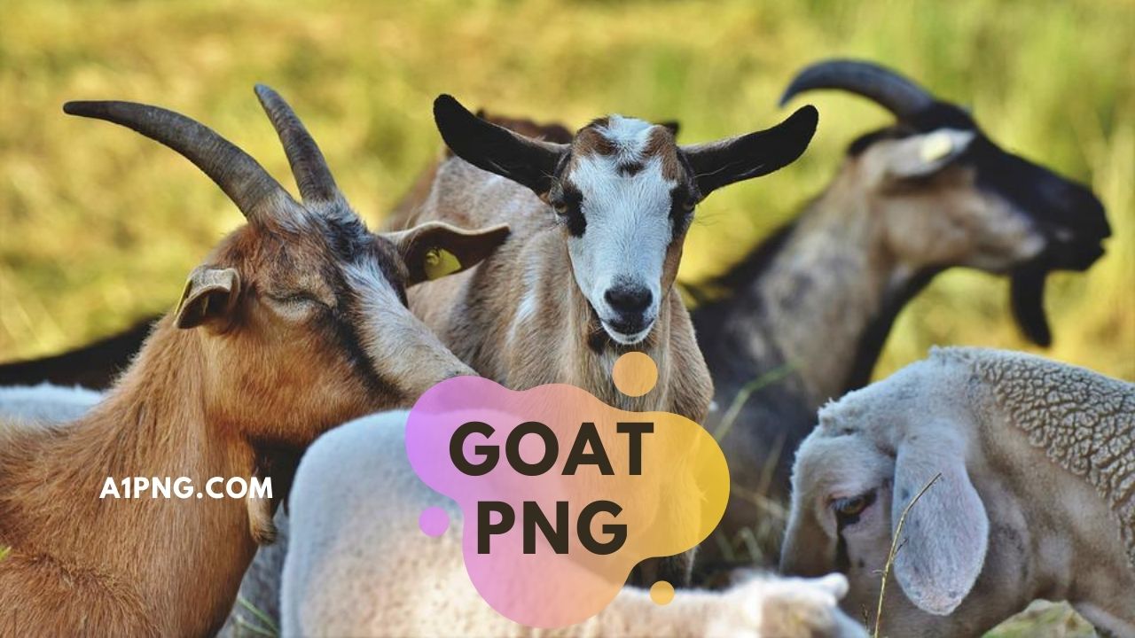 [Best 20+]» Goat PNG» HD Transparent Background