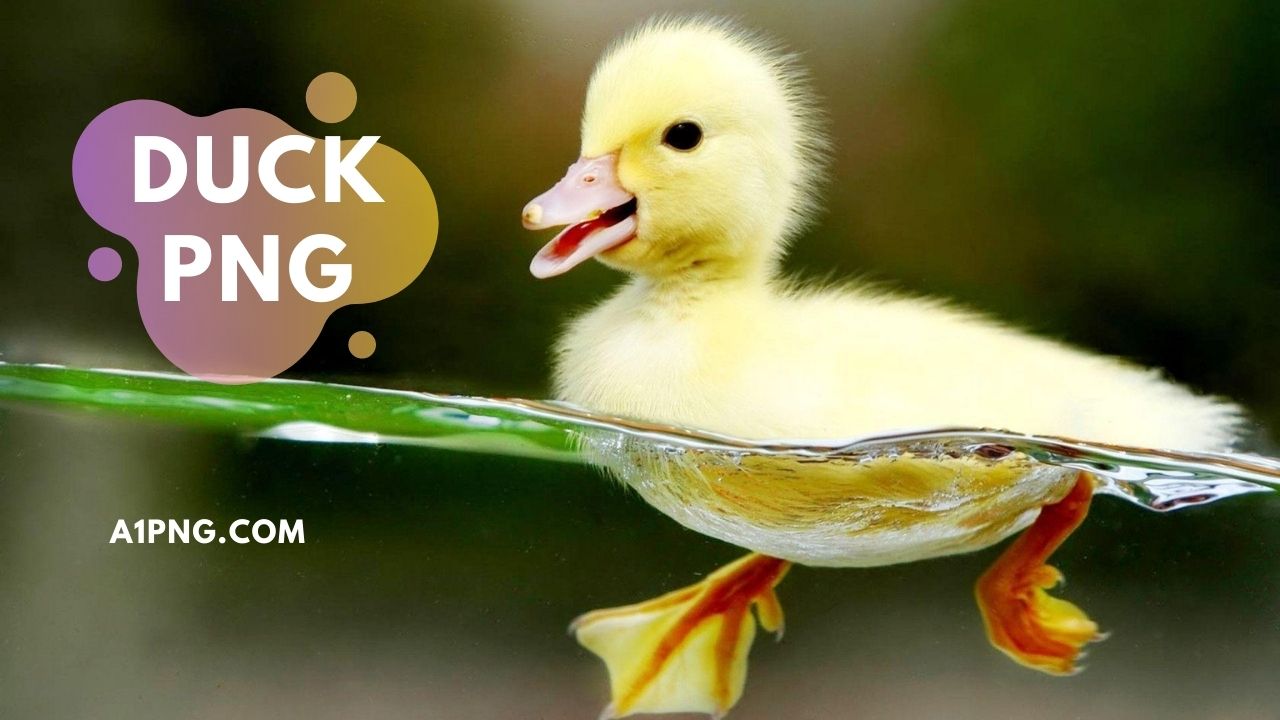 [Best 25+]» Duck PNG, ClipArt, Logo & HD Background