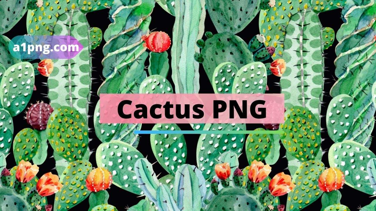 [Best 35+] » Cactus PNG [HD Transparent Background]