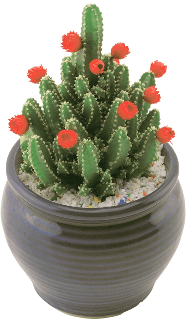 cactus-png-10