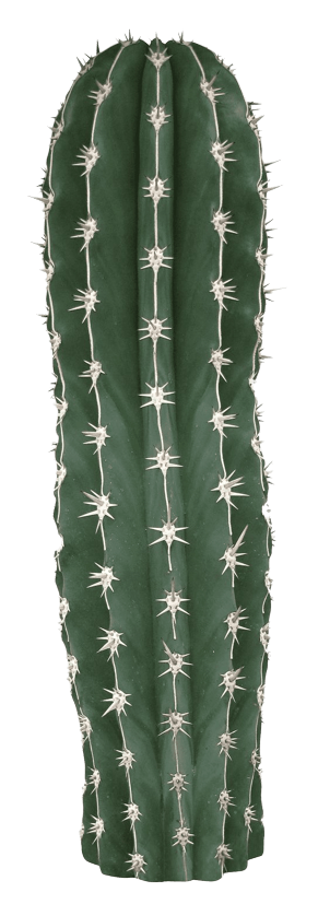 cactus-png-14-1