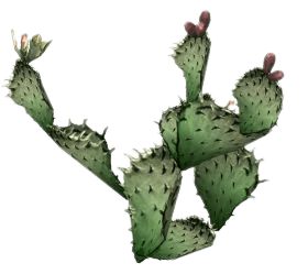 cactus-png-16-2