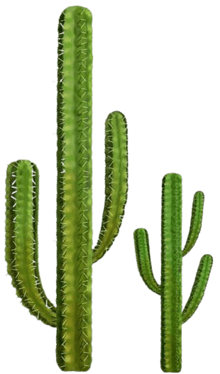 cactus-png-17