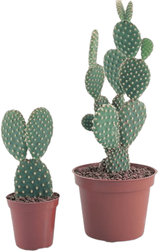 cactus-png-18