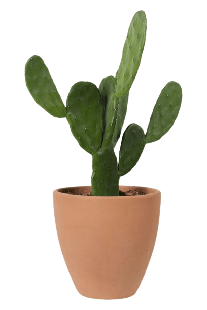 cactus-png-19-1