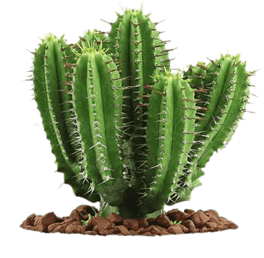 cactus-png-20