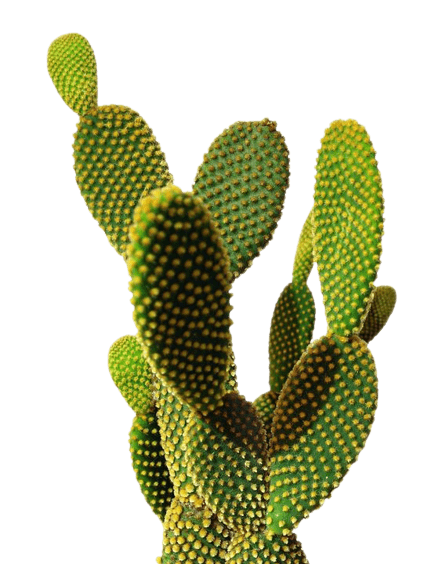 cactus-png-4-1