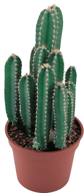 cactus-png-4