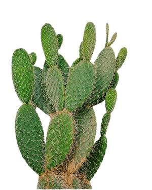 cactus-png-5-1