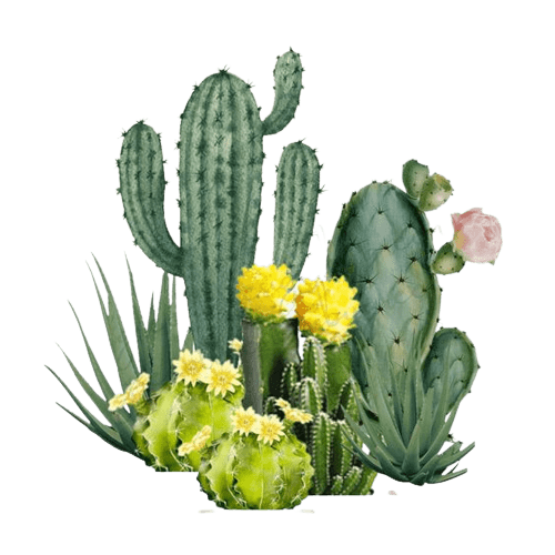 cactus-png-7