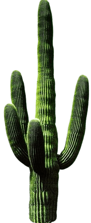 cactus-png-9-1