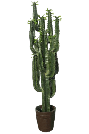 cactus-png-9