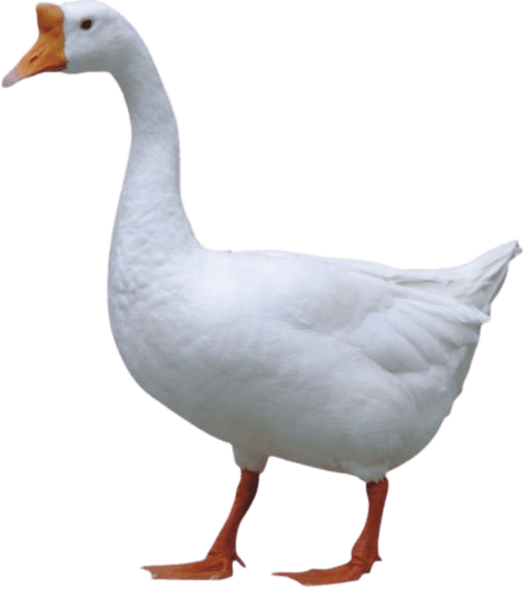 duck-1-1