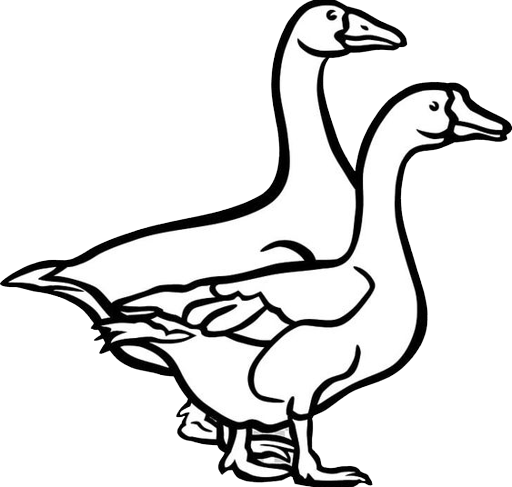 duck-1