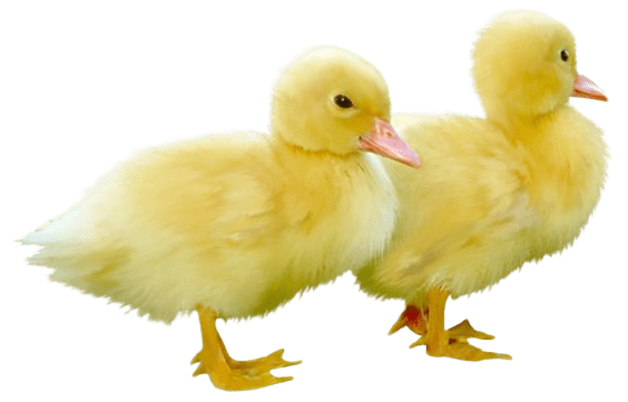 duck-2-1