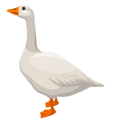duck-4-1
