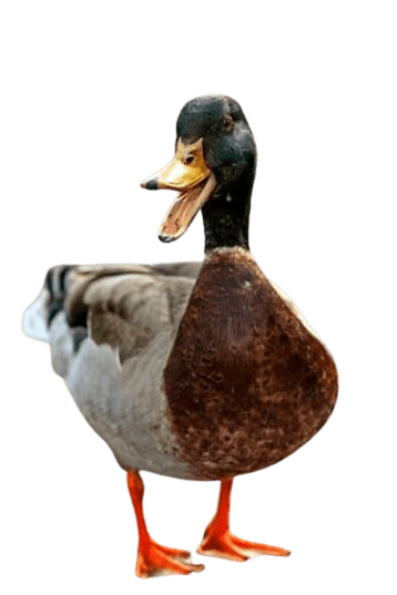 duck-png-1-1