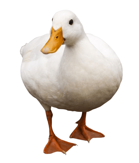 duck-png-1