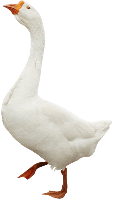 duck-png-2-1