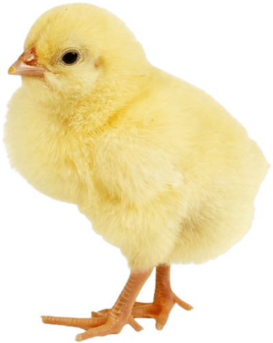 duck-png-2