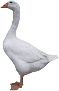 duck-png-7