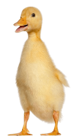 duck-png-8