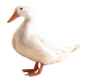 duck-png-9