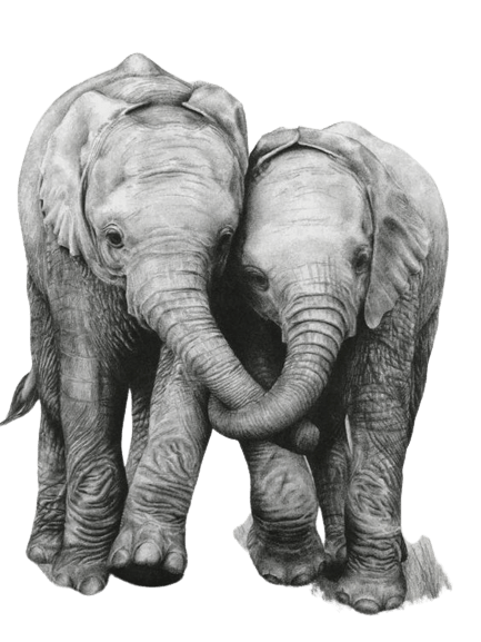 elephant-png-13