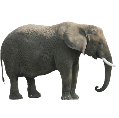 elephant-png-17