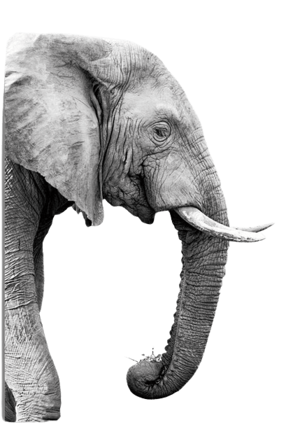 elephant-png-8