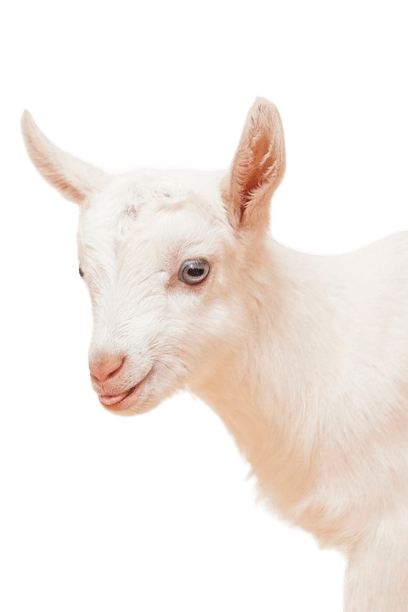 goat-png-1-1