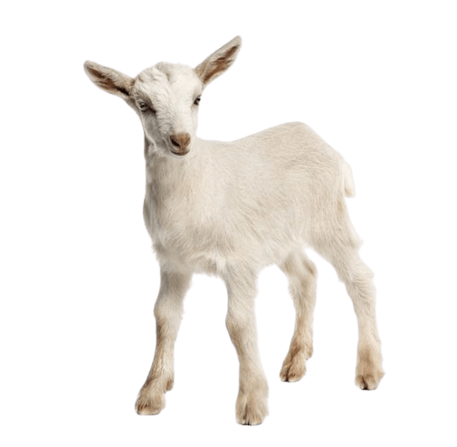 goat-png-1-2