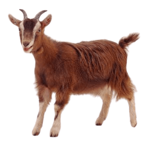 goat-png-2-1