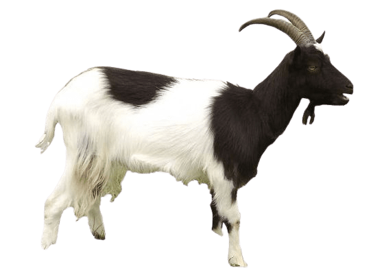 goat-png-2-3