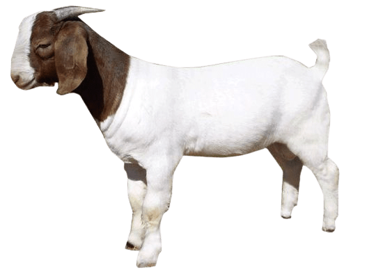 goat-png-3-3