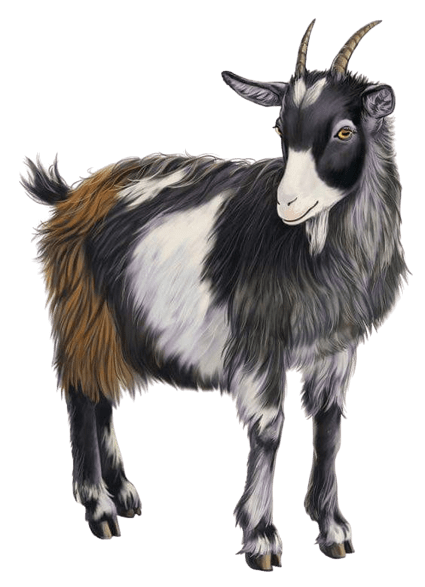 goat-png-3