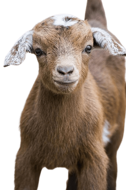 goat-png-4-1