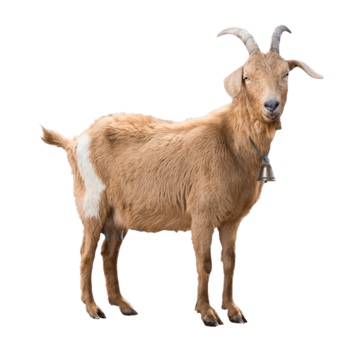 goat-png-4-3