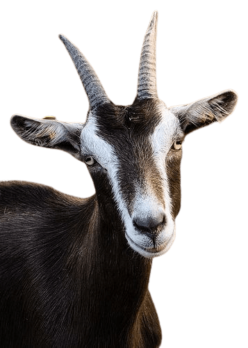 goat-png-4-4