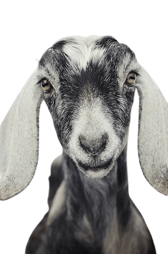 goat-png-4-5