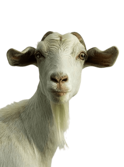 goat-png-4