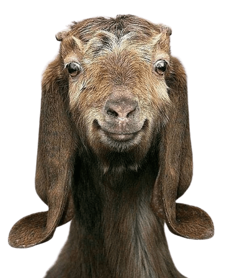 goat-png-5-1